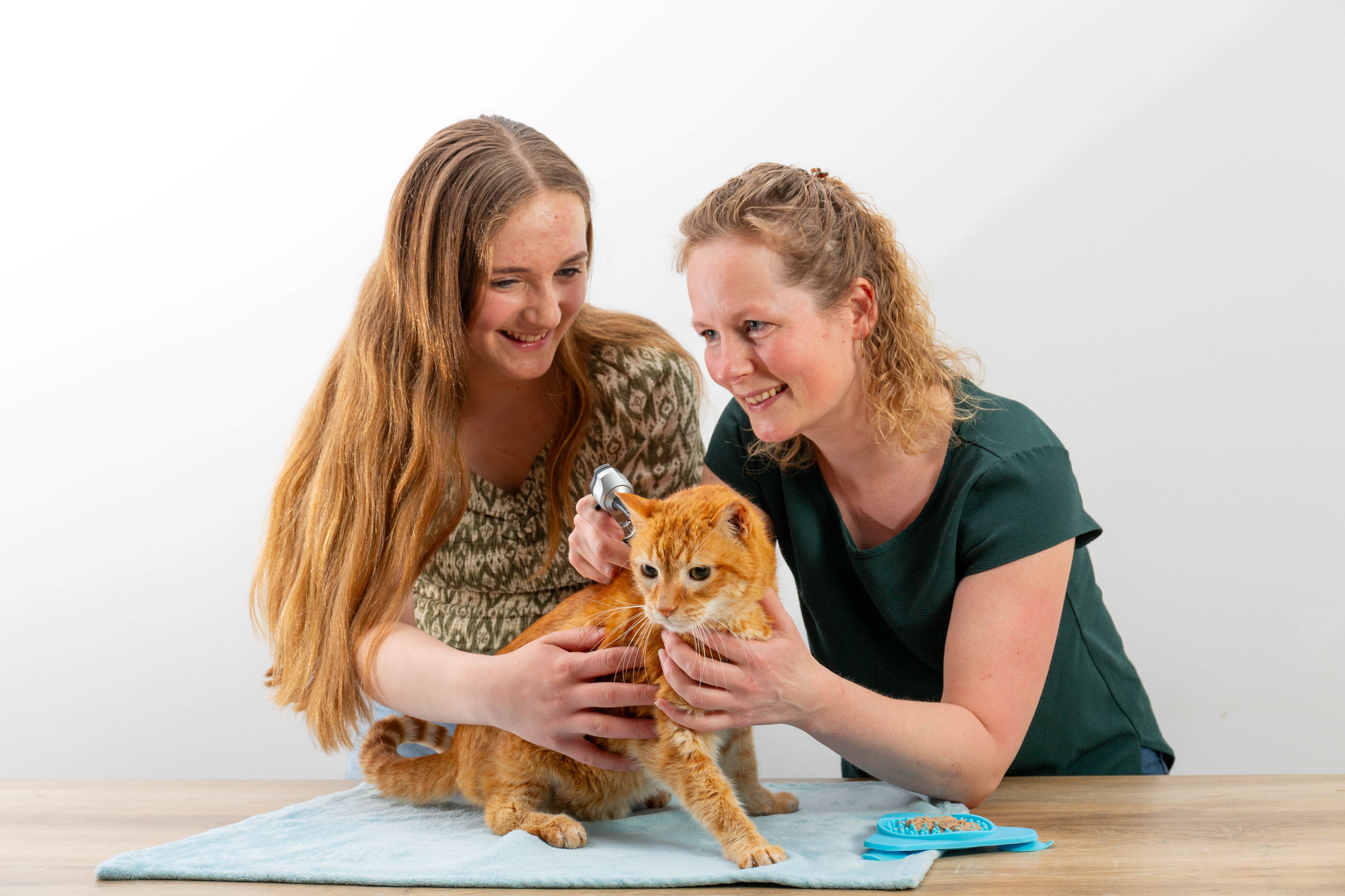 Oranje kat bij De Regio Dierenarts
